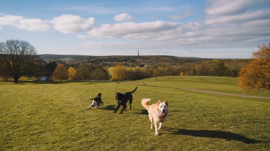 westminster hills dog park